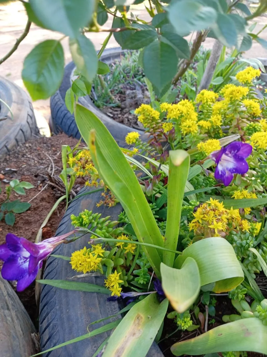 Flores cultivadas en neumáticos reutilizados