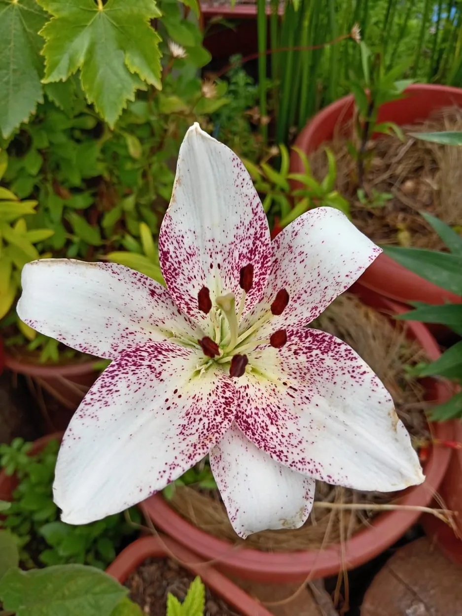 Lilium blanco con detalles granates cultivado en El Vergel