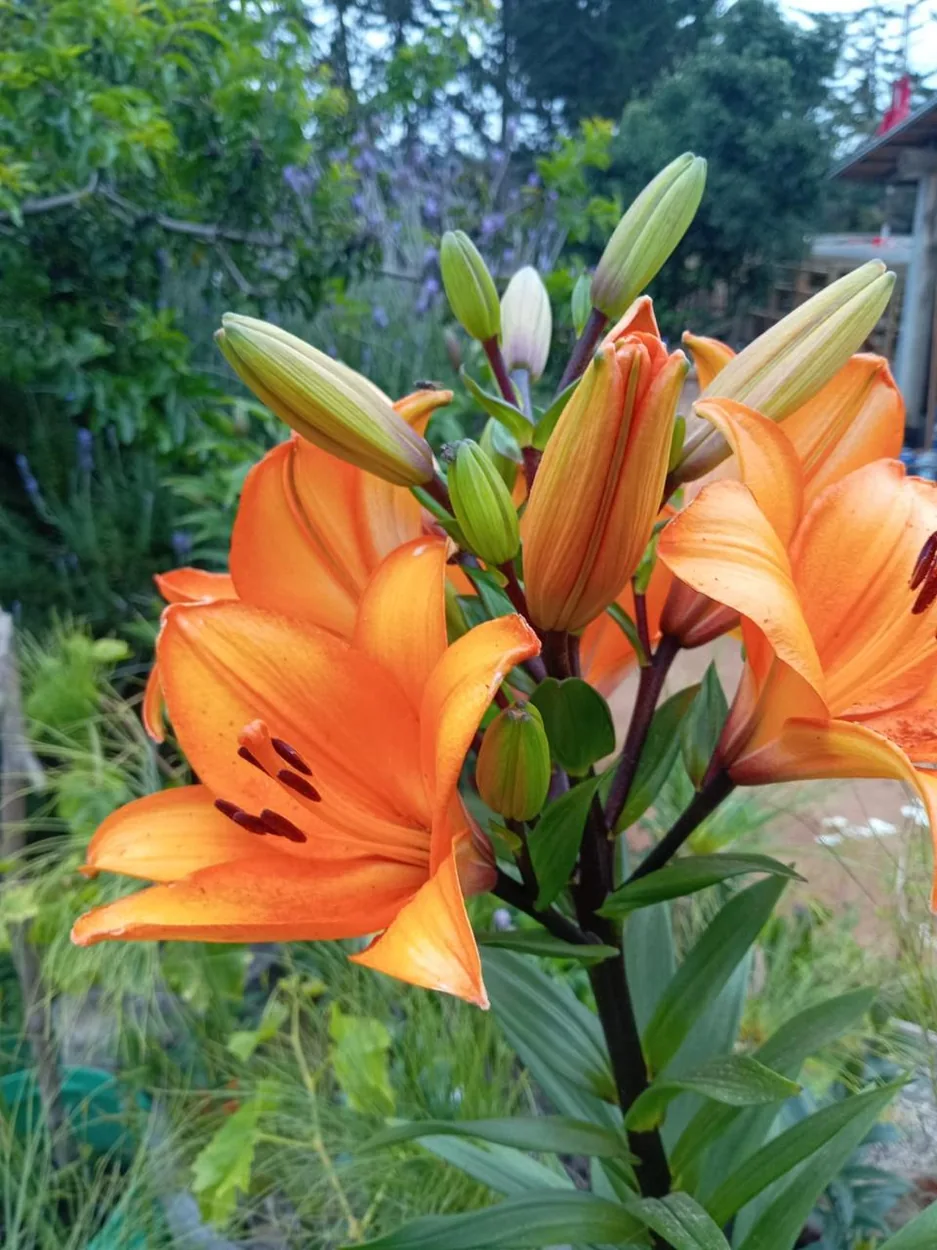 Lilium naranjas con capullos