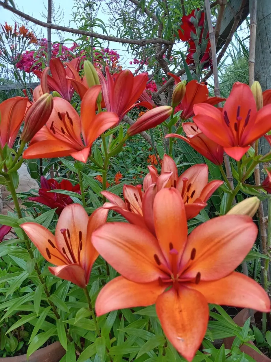 Lilium rojos en flor