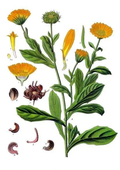 Lámina botánica de la caléndula: tallo con hojas alargadas y flores anaranjadas abiertas, con detalles de semilla
