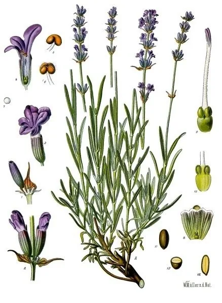 Lámina botánica de la lavanda: mata con espigas florales moradas sobre hojas estrechas, con detalles de la flor
