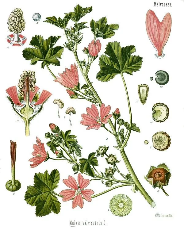Lámina botánica de la malva: tallo con hojas lobuladas y flores rosadas veteadas, con detalles de flor y fruto