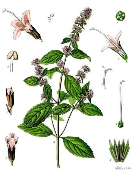 Lámina botánica de la menta piperita: tallo con hojas opuestas y espigas de flores rosadas, con detalles de la flor