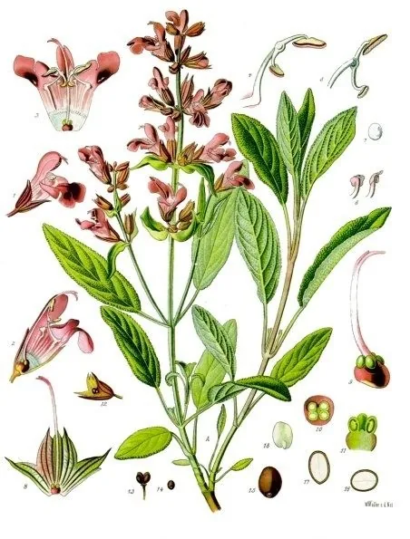 Lámina botánica de la salvia: tallo con hojas aterciopeladas y flores rosadas, con detalles de flor y semilla