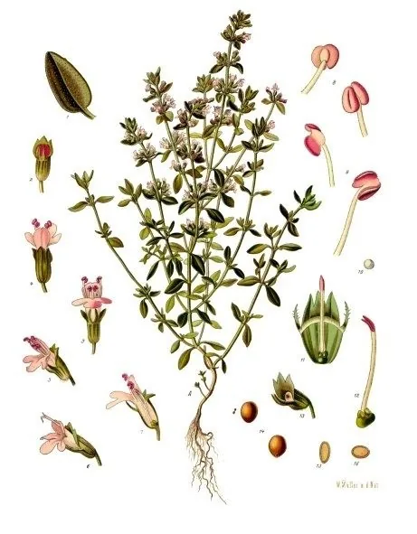 Lámina botánica del tomillo: mata rastrera de hojas diminutas y flores rosadas, con detalles de flor y semilla