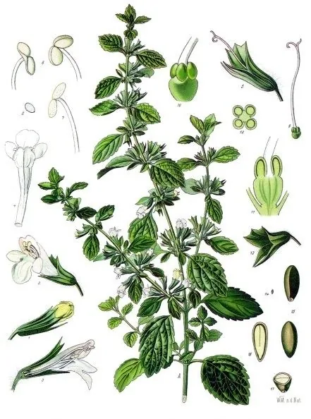 Lámina botánica del toronjil o melisa: mata con hojas dentadas y flores blancas, con detalles de flor y semilla