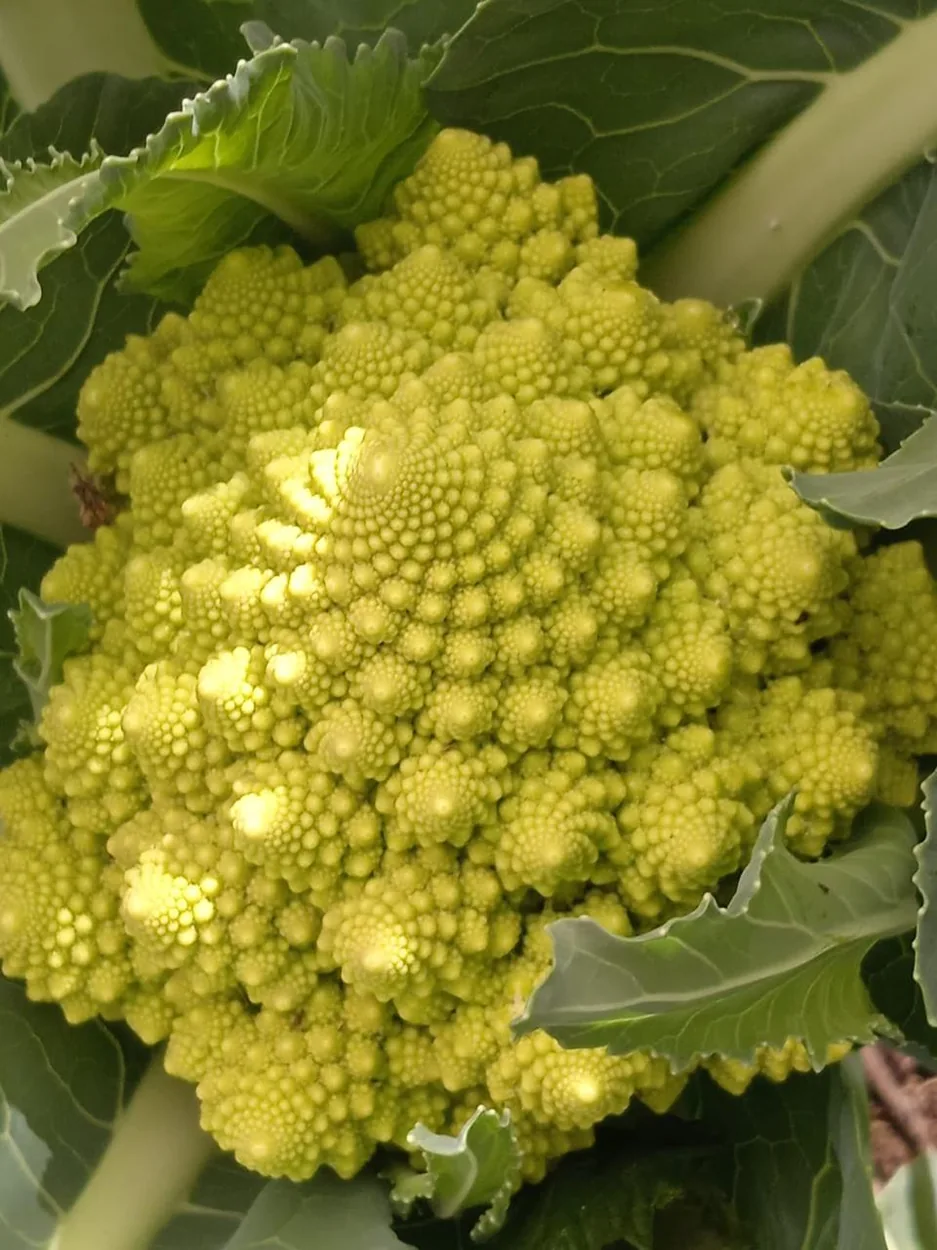 Romanesco cultivado en el huerto