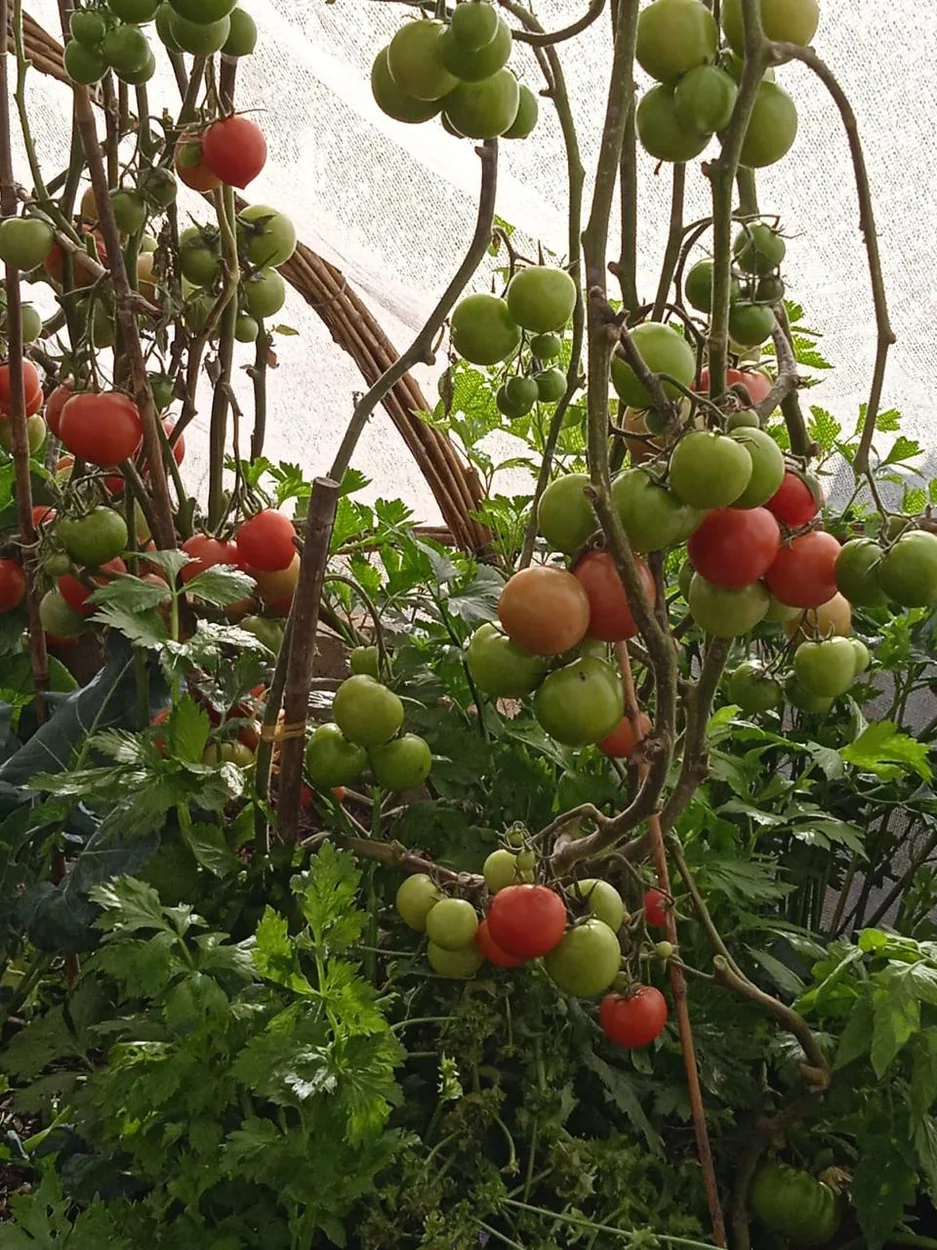 Tomates en distintas etapas de maduración