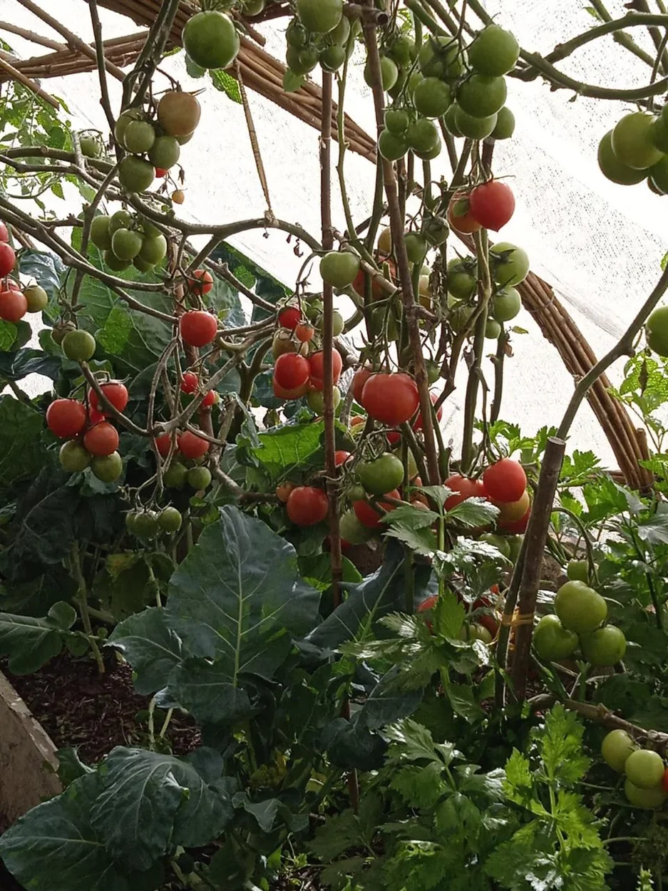 Tomates cultivados dentro del invernadero