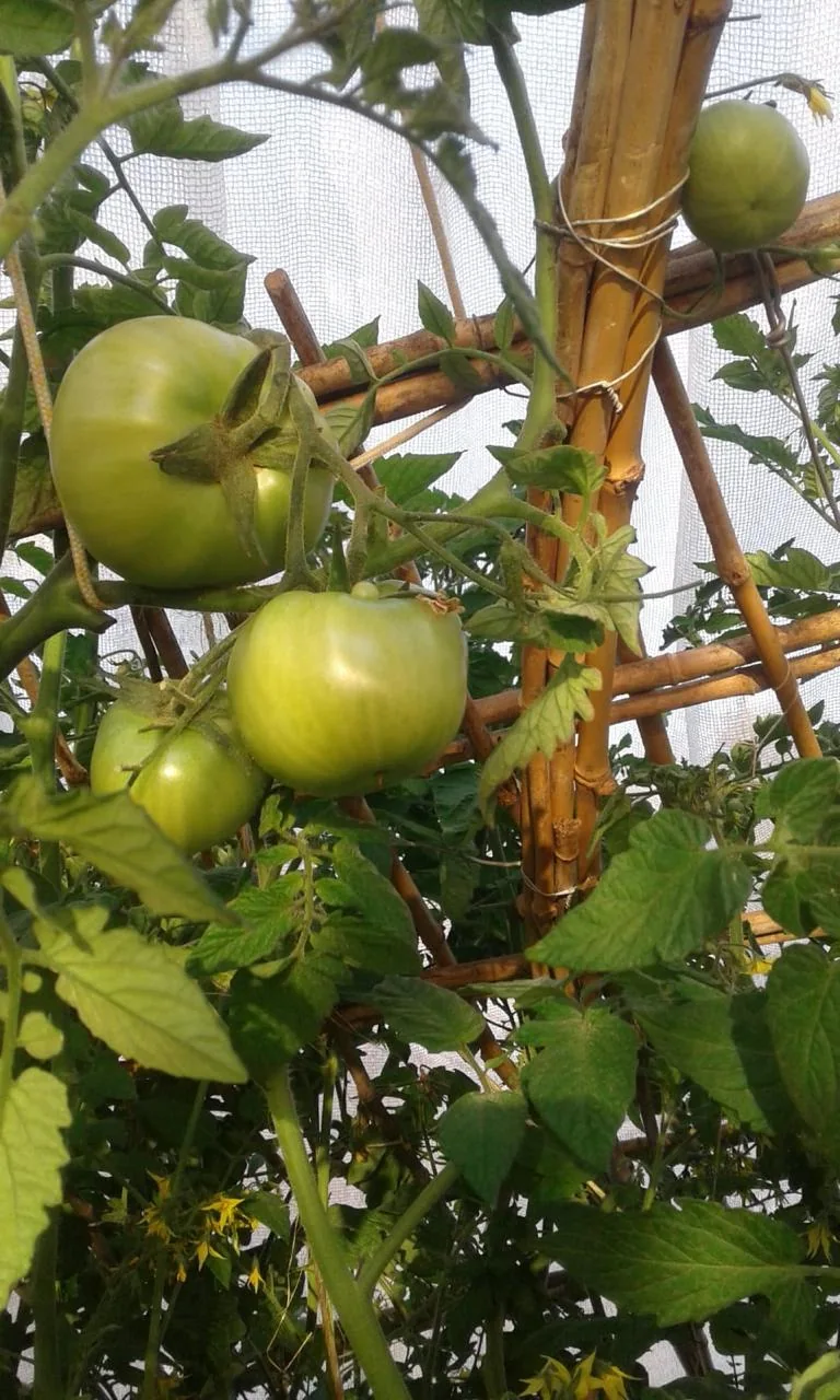 Tomates verdes sostenidos en una estructura de bambú