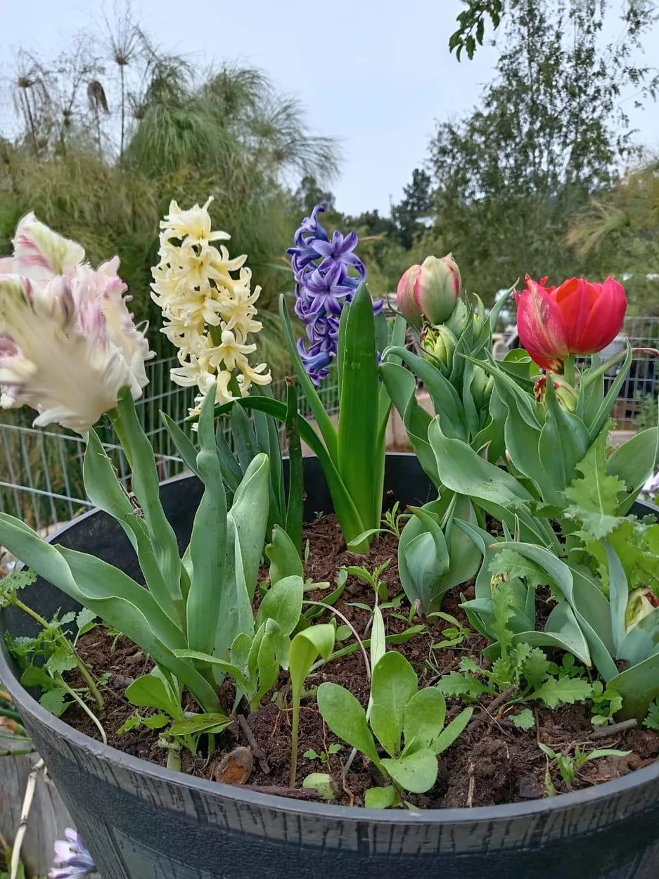 Tulipanes y jacintos cultivados en maceta